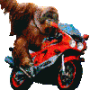 rayfox
