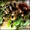 spider10